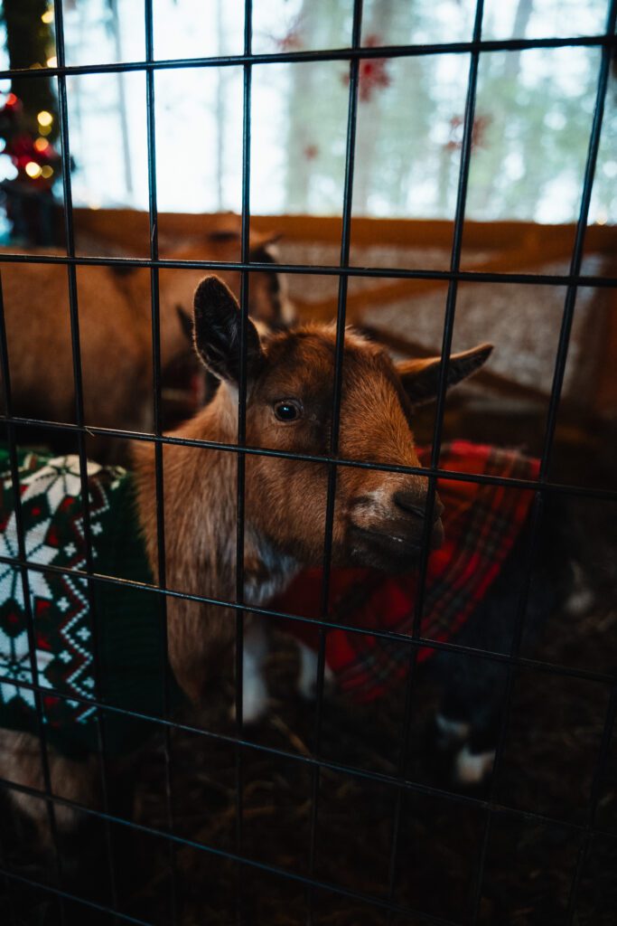 Holly Hill Farm animals at their Christmas Stable in Campbell River by Latitude 49 Photography
