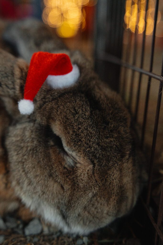 Holly Hill Farm animals at their Christmas Stable in Campbell River by Latitude 49 Photography