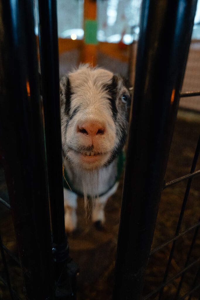 Holly Hill Farm animals at their Christmas Stable in Campbell River by Latitude 49 Photography