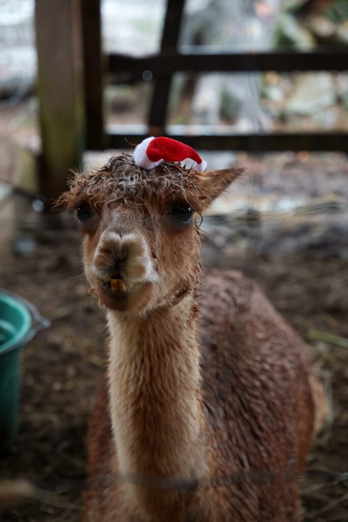 Holly Hill Farm animals at their Christmas Stable in Campbell River by Latitude 49 Photography