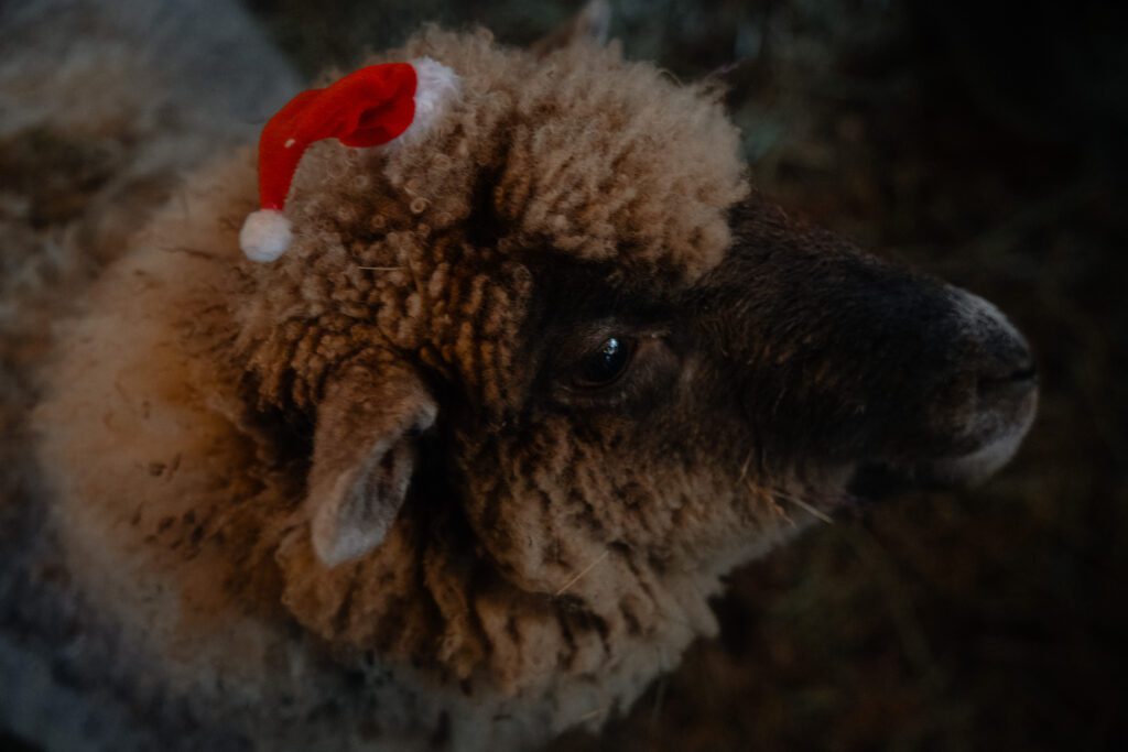 Holly Hill Farm animals at their Christmas Stable in Campbell River by Latitude 49 Photography