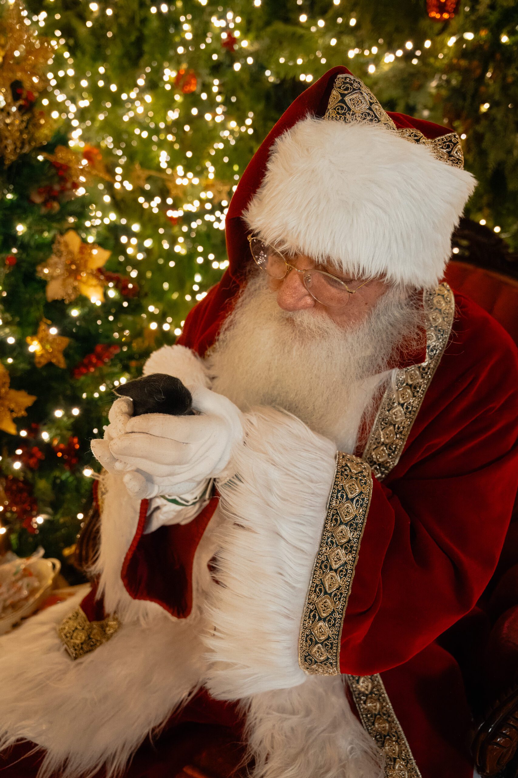 Santa Claus holding a 3 week old baby bunny at holly hill farm in campbell river