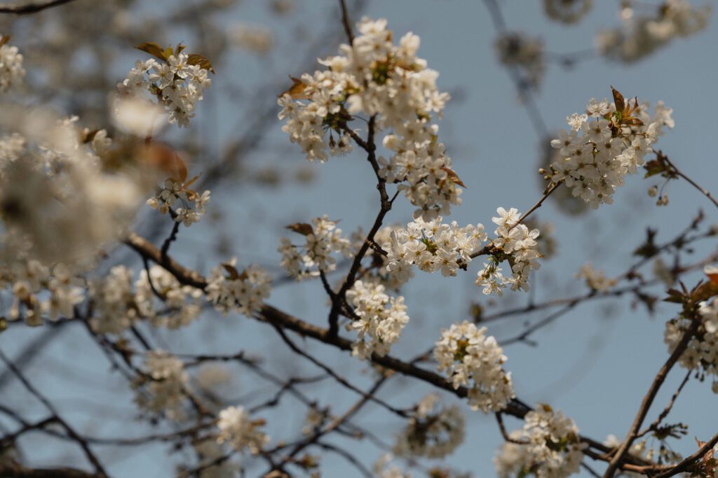 cherry tree in bloom during a motherhood session in Comox Valley yard