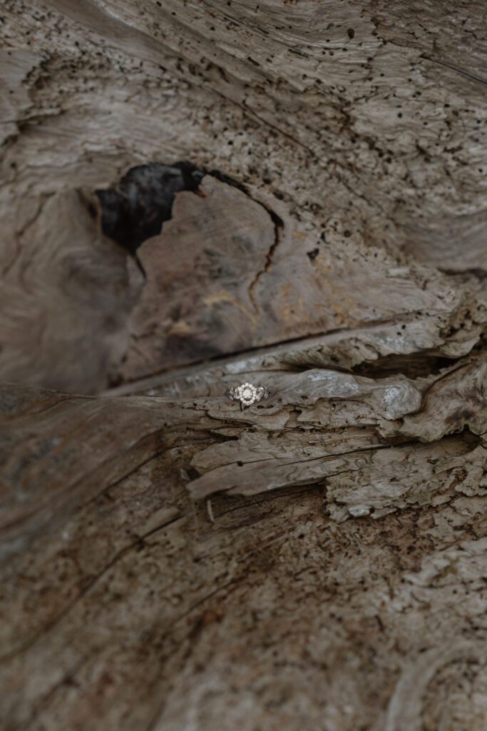 engagement ring on driftwood during an engagement session at Seal Bay Nature Park by Latitude 49 Photography