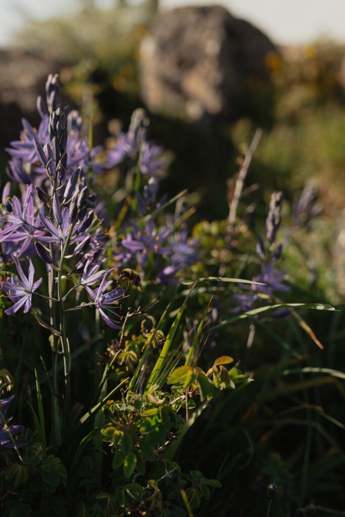 flowers and bee at Gonzales Observatory in Victoria by Latitude 49 Photography