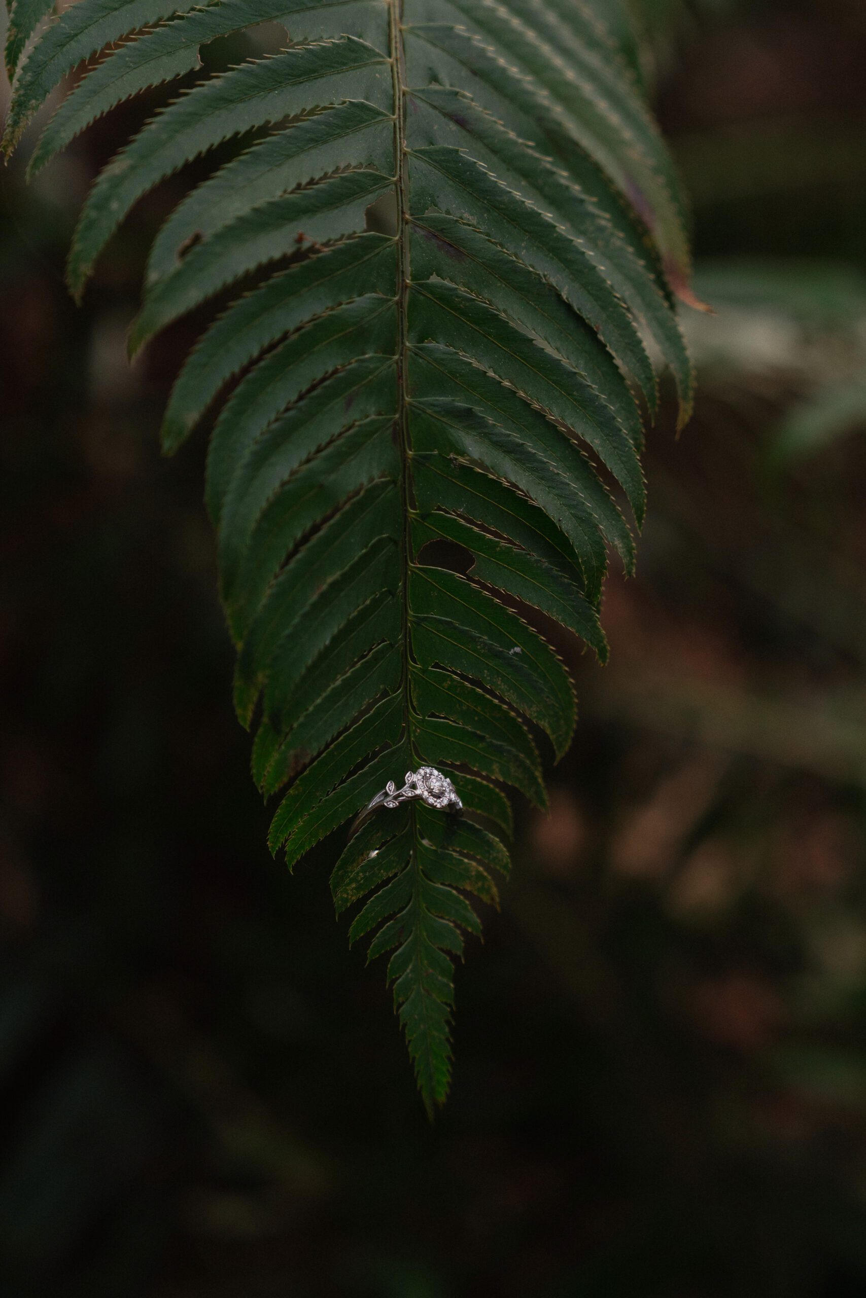 Ring on a beautiful green fern in Seal Bay Nature Park by Latitude 49 photography