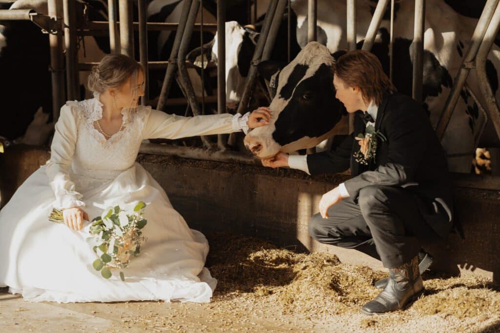 bride and groom petting cows