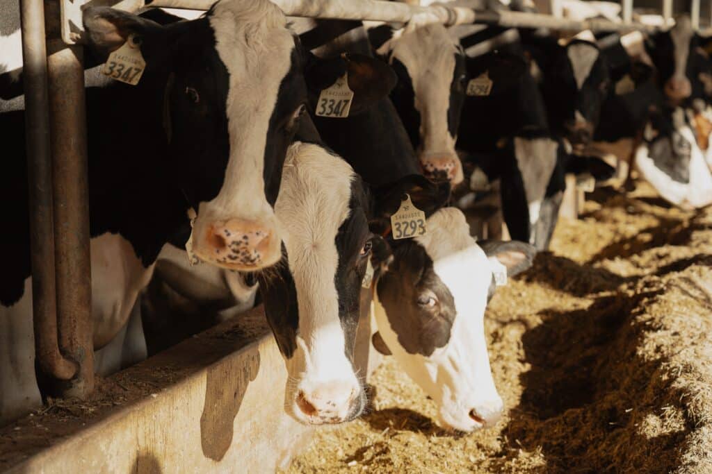 cows eating during wedding portraits