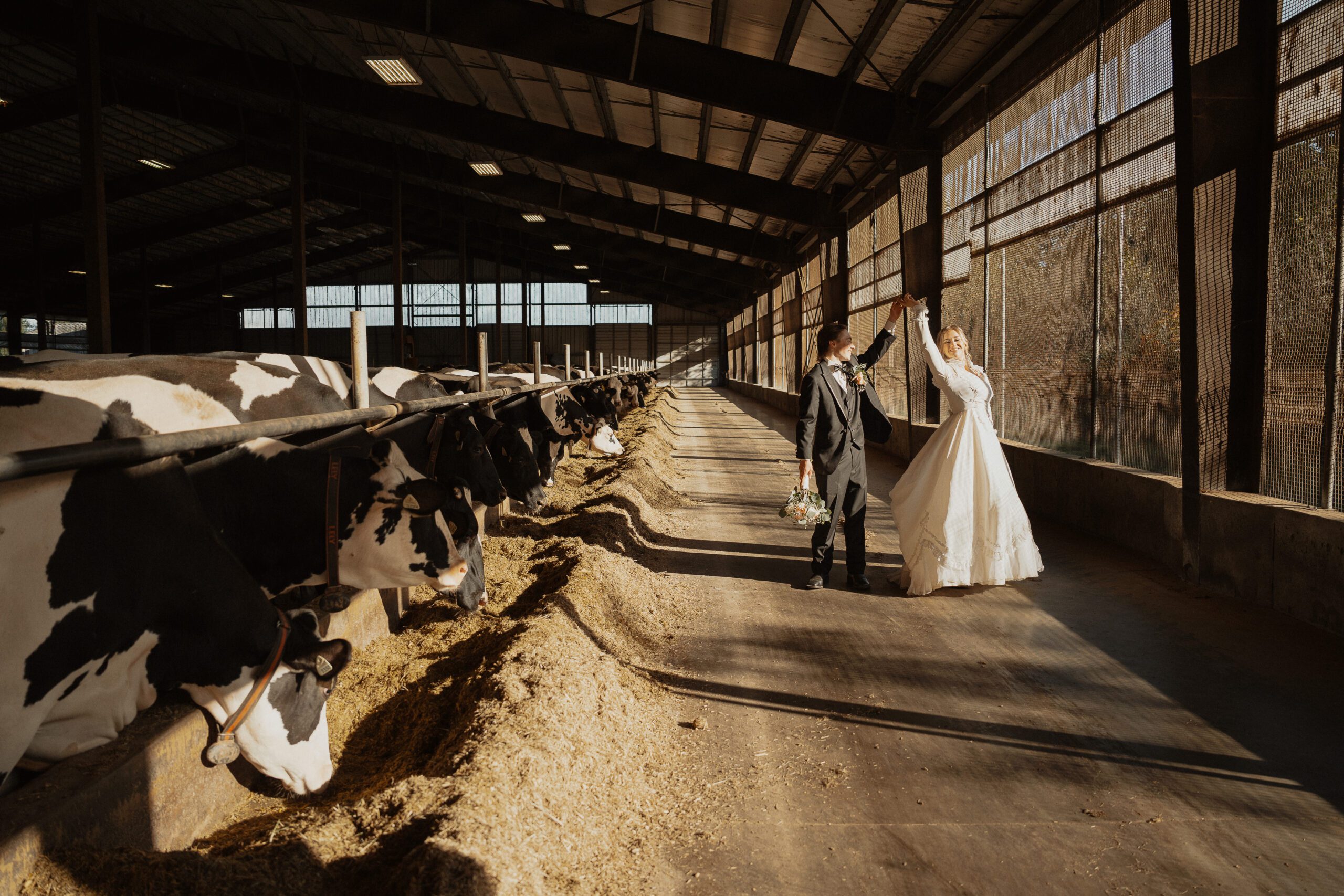 Bride and groom dancing with some cows at a Vancouver Island Dairy Farm during their wedding portraits by Latitude 49 Photography